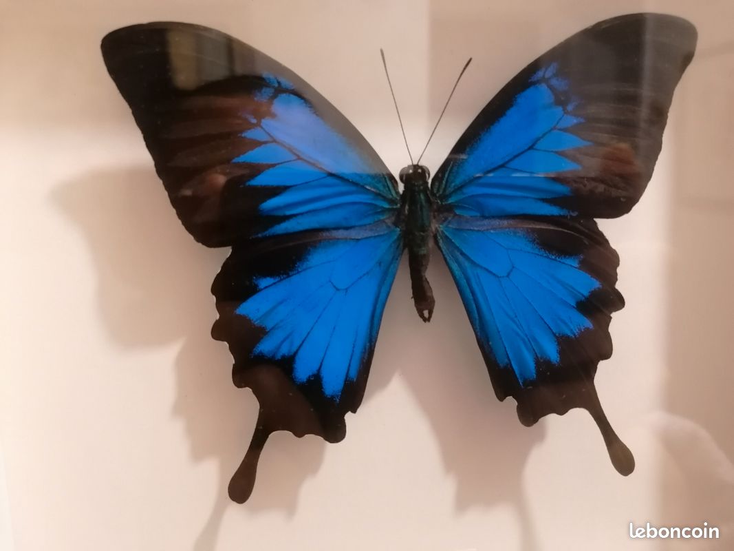Cadre à papillon Ulysses (image 3)