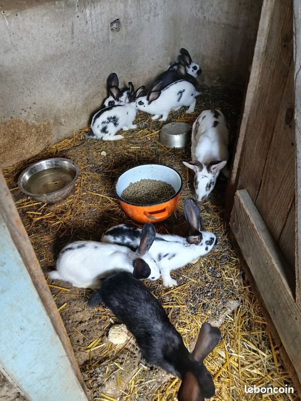 Lapin fermier et lapin papillon (image 3)