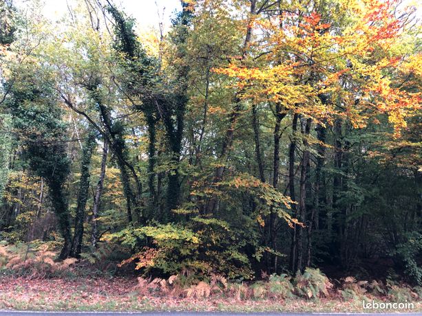 Parcelle de bois vendue 1 euro le m2