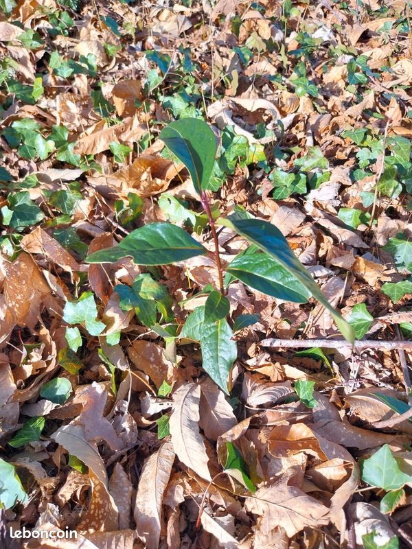 Échange au jardin (image 8)