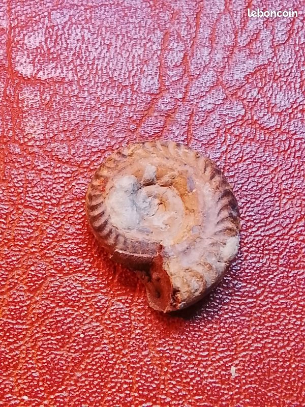 Jolie ammonite fossile diamètre : 28 mm (image 1)