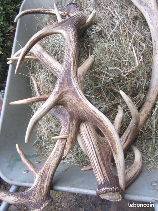 Bois De Cerf Brut 100 Mm Pour Tête De Cerf – Pièces Détachées Coucou Forêt Noire