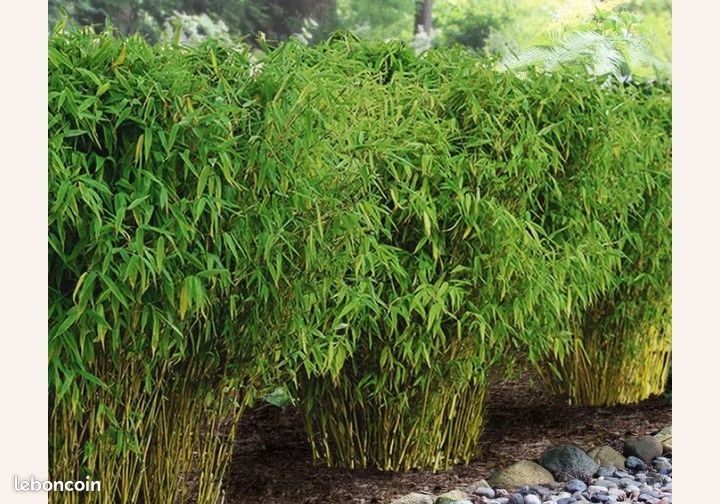 Bambous non traçant - Jardin & Plantes