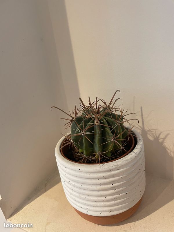 Cactus (image 2)