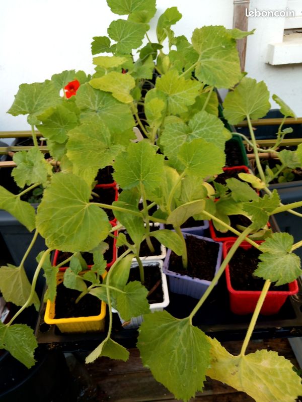 Plant de courgettes bio (image 2)