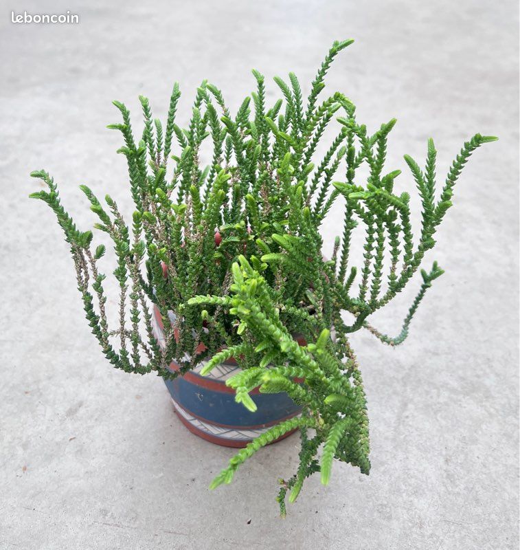 Crassula muscosa (image 2)