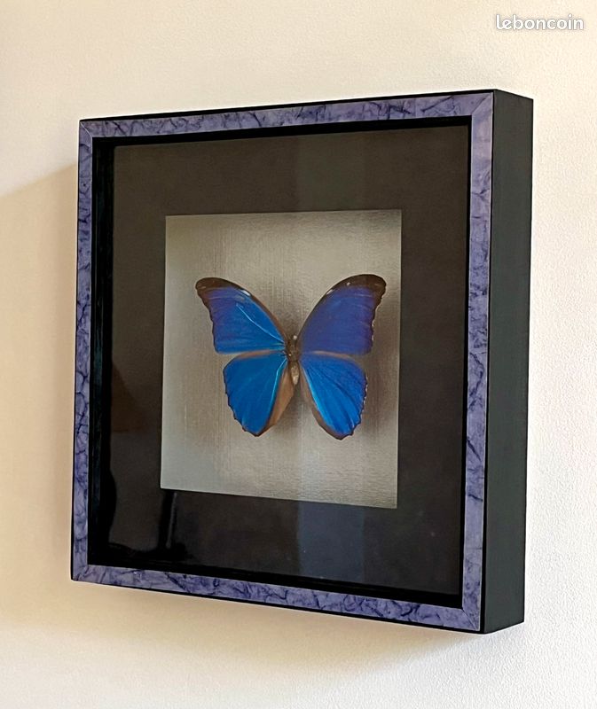 Vitrine papillon naturalisé - Morpho- Comme neuf (image 2)