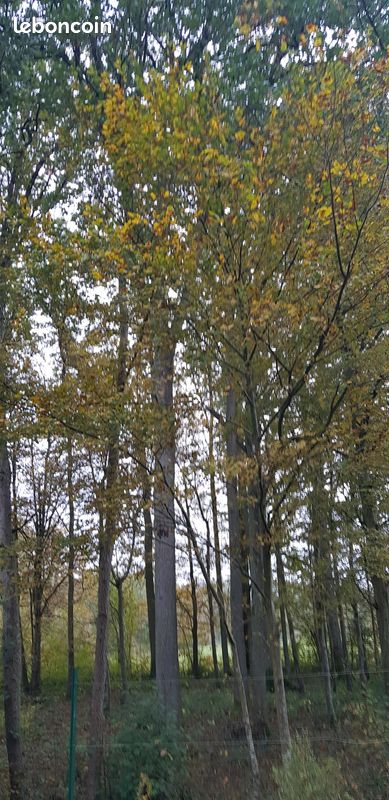 Chênaie · à Nouvion-le-Vineux · 12 000 €