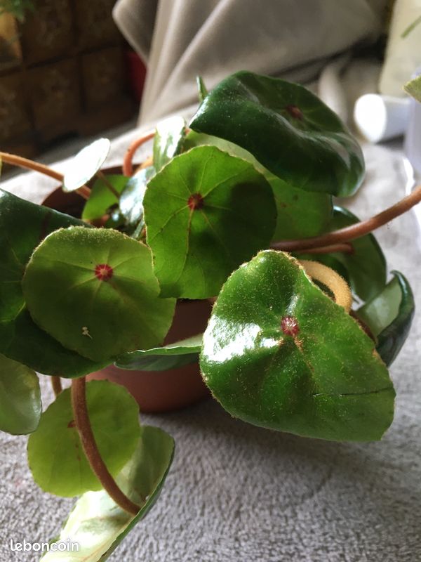Philodendron MICANS, Begonia BOLIVENISIS, CONCHIFOLIA (image 3)
