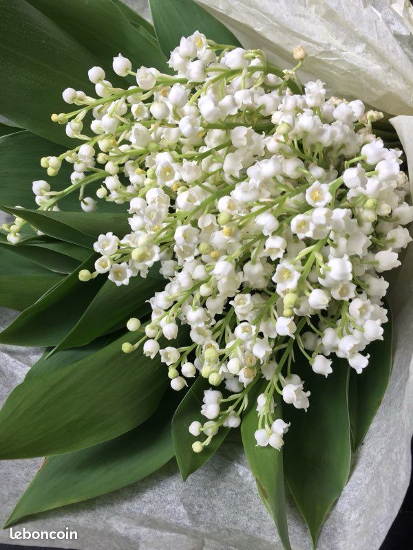 Muguet frais – 1er mai – Fait maison – Porte-bonheur - Jardin & Plantes