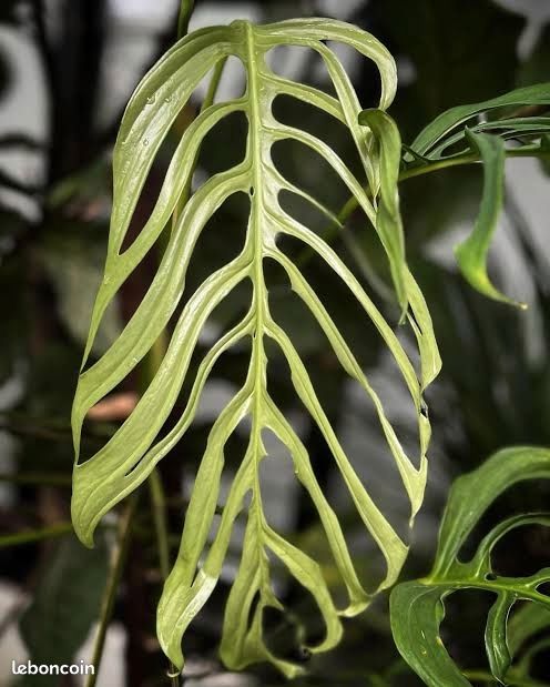 echinodorus plant Echinodorus 'Oriental' – Chichi's Planted Dreams main image 0