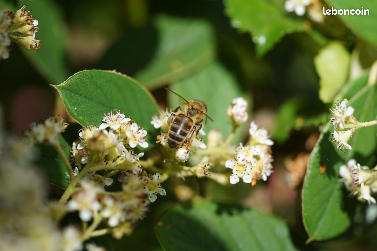 Objectif Minolta AF 100 mm f/2.8 Macro (monture SONY A) (image 11)
