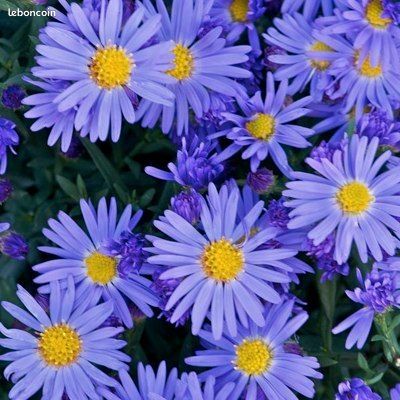 Asters mauve (image 1)