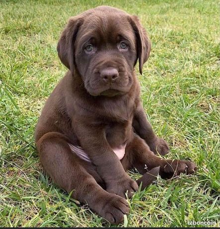 Animaux Chiot Chaton Yvelines Leboncoin