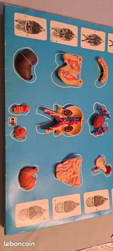 Anatomie 2000 edition Ceji corps humains visible Man renwall squelette année 70 organe science - Jeux & Jouets