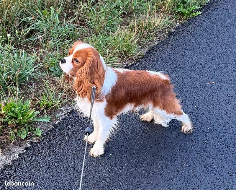 Mâle Cavalier King Charles pour saillie (image 3)