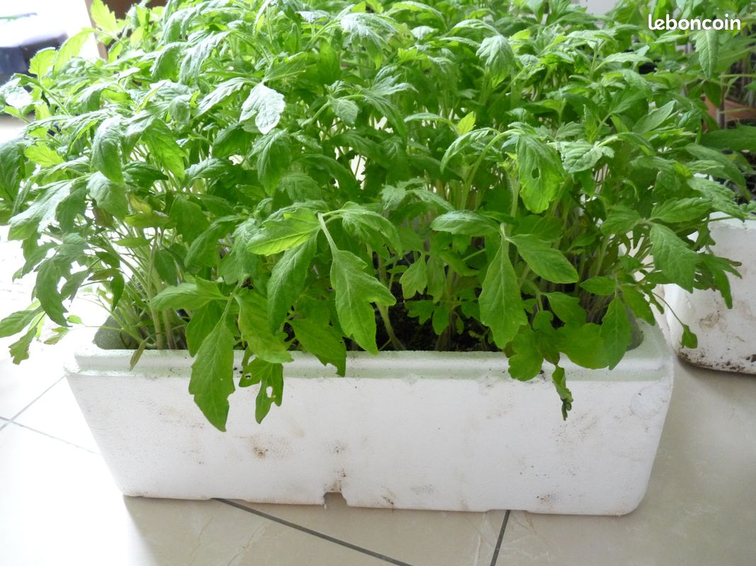 Lot de 500 plants tomates coeur de boeuf BIO, tomates cerises BIO (image 3)