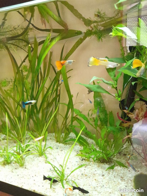 Aquarium 120 l excellent état (image 2)