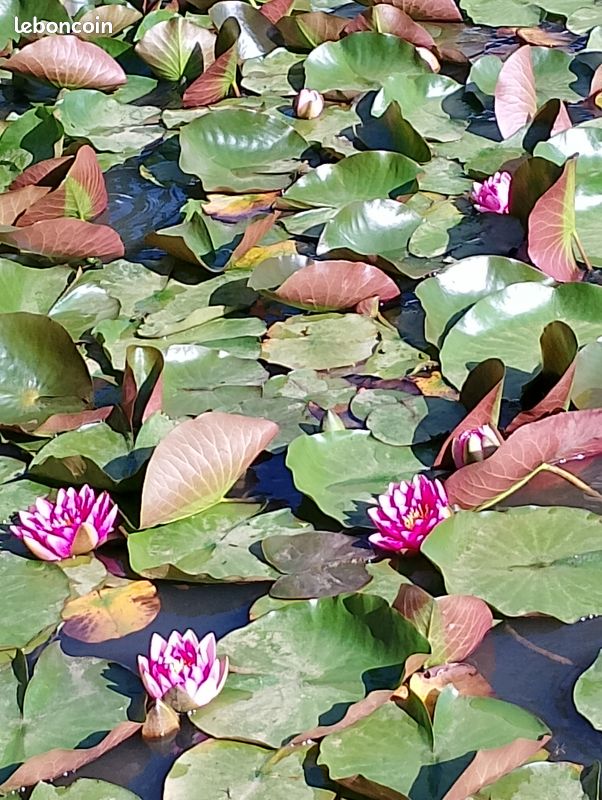 Nénuphar (image 3)