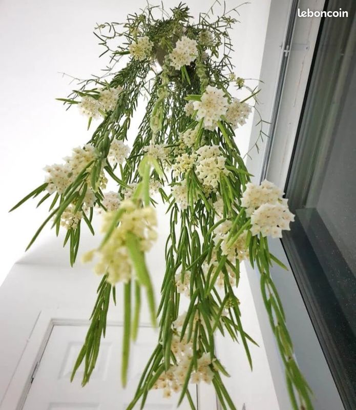 Hoya linearis (image 1)