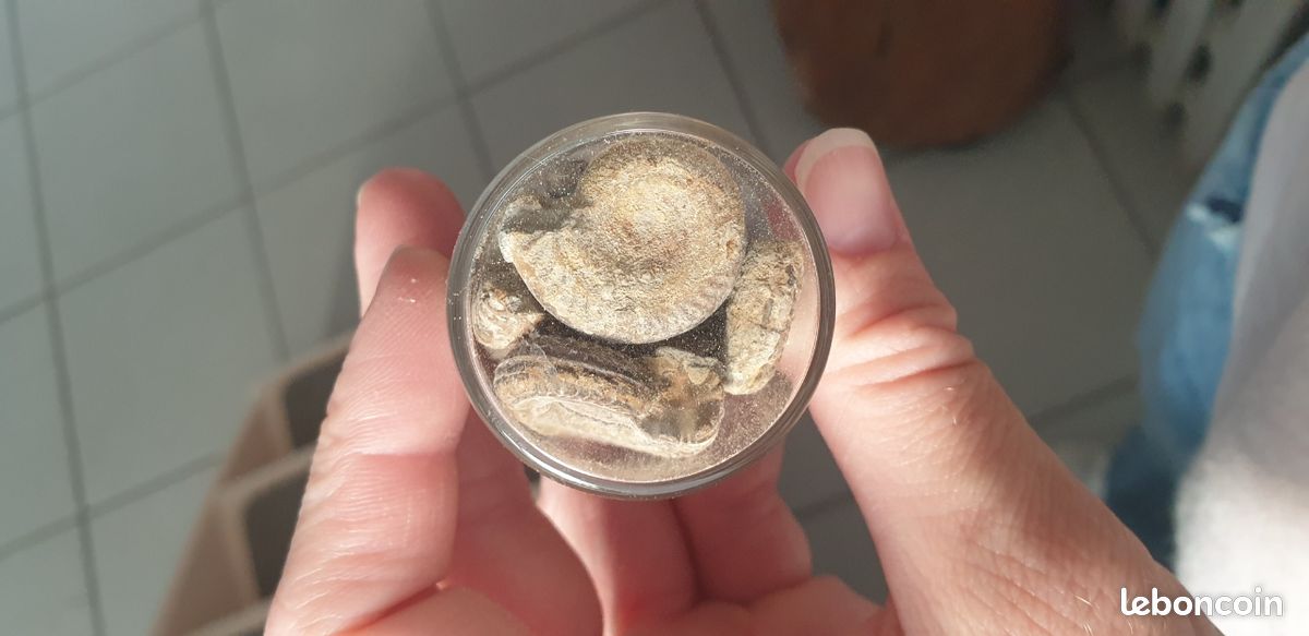 Fiole ammonites 2 (image 5)