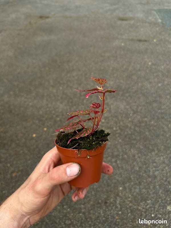 Bégonia « Pink Lady » pot 8,5cm ( plante d’intérieur / terrarium / paludarium / rare / rose / fleurie ) (image 2)