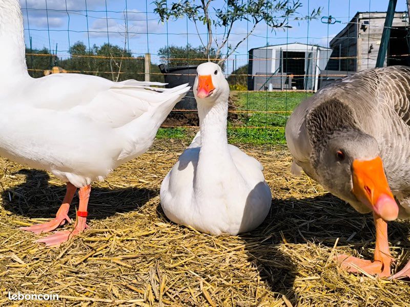 Récupère animaux de la ferme (image 1)
