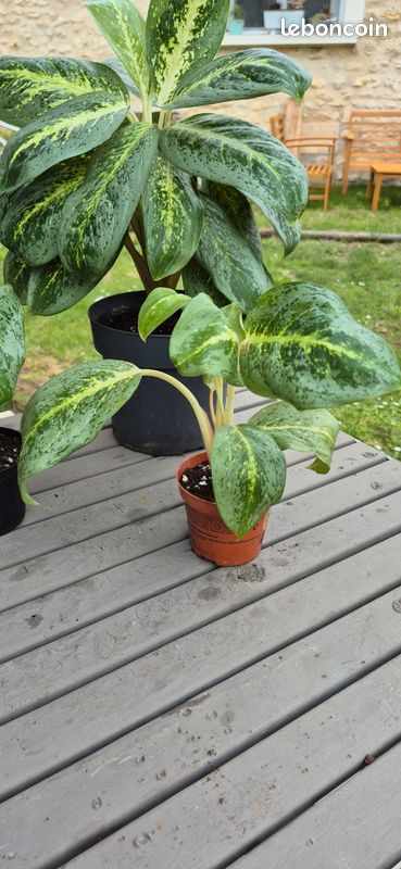 buy philodendron brasil australia Philodendron 'Brasil' 4