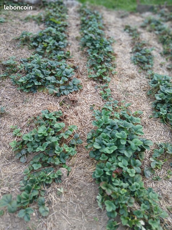 Plants de fraises (image 1)