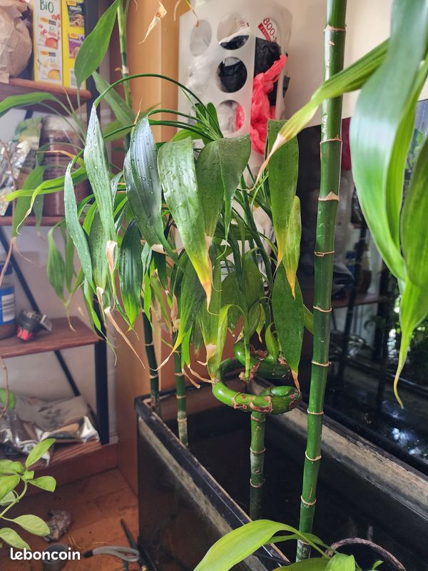 Grand Lucky Bamboo (Bambou porte-bonheur) 128 cm (image 6)
