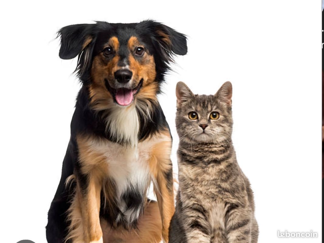 Page De Garde Chien Garde chien et chat - Services aux animaux
