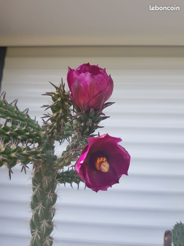 Cactus Cylindropuntia imbricata à fleurs roses (image 2)
