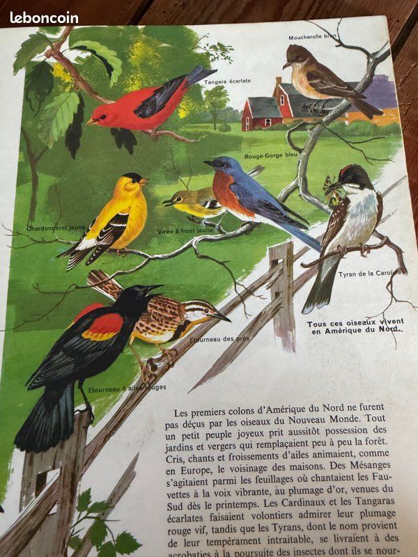 TBE - Pierre Probst auteur Caroline livre Le monde des oiseaux encyclopédie en couleurs Hachette (image 2)
