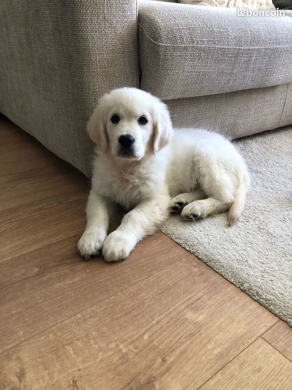 Chiots golden retriever male ce week end a NANCY (image 3)