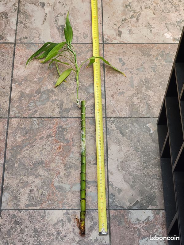 Grand Lucky Bamboo (Bambou porte-bonheur) 128 cm (image 11)
