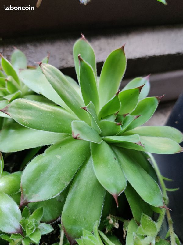 Plante grasse Joubarbe - Sempervivum (image 2)