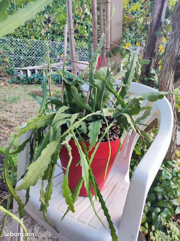 Épithélium plante exotique (image 1)