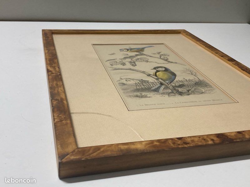 Gravure ancienne - Mésange bleue - Grande mésange - Buffon - 1853 (Sans reliure) (image 10)