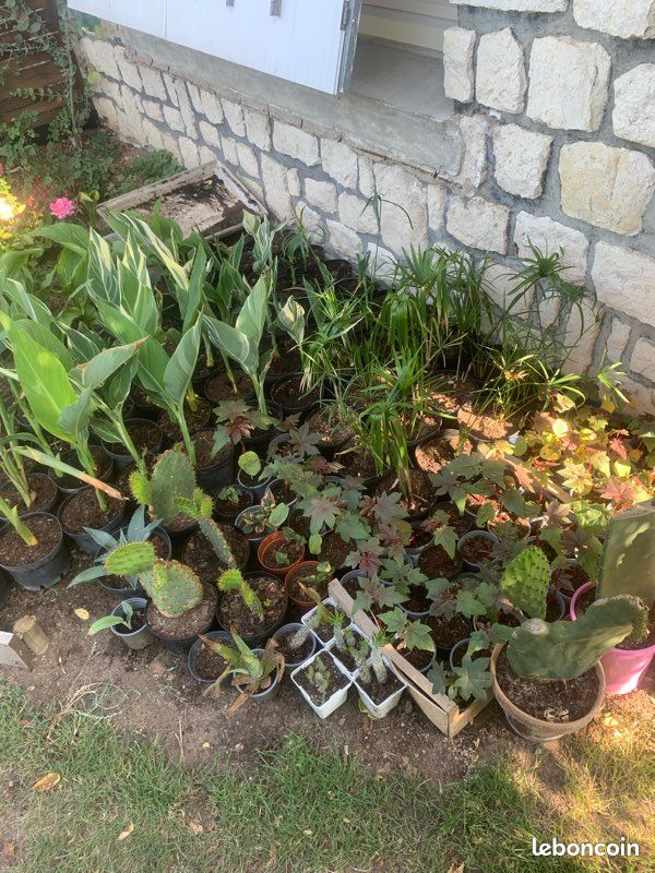 Plantes exotiques (image 1)