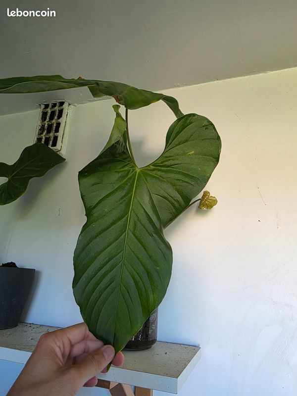 wie teuer ist eine aloe vera pflanze Aloe vera – pravá aloe – 40–70 cm