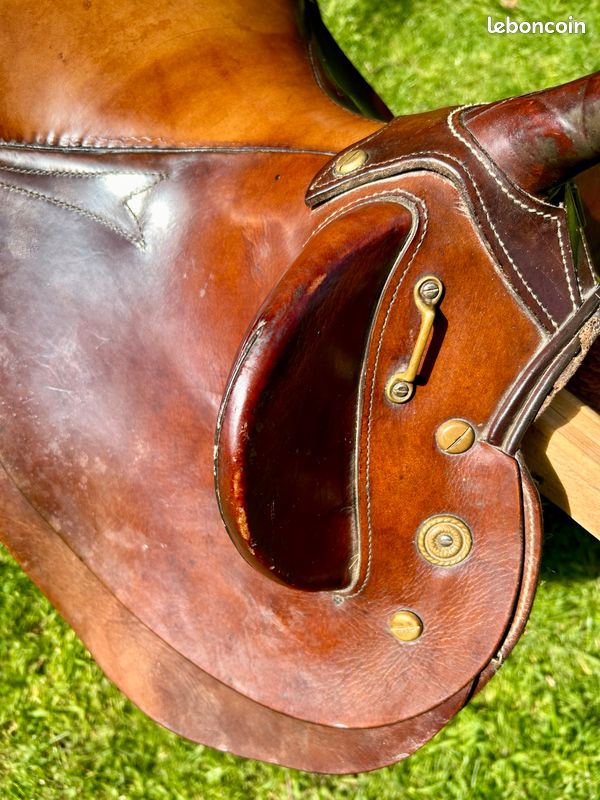 Selle australienne (image 6)