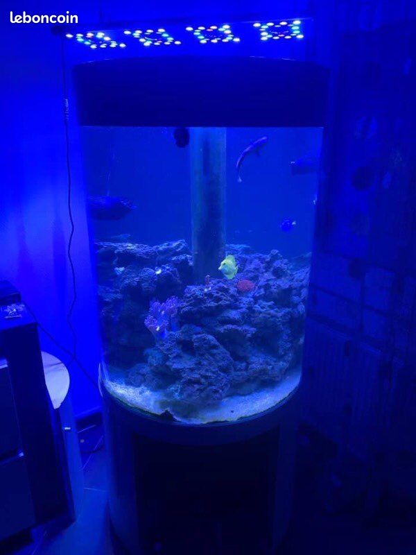 Vend aquarium à l'eau de mer (image 1)