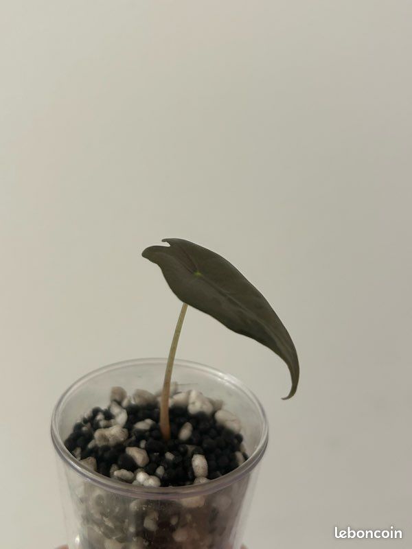 Baby Alocasia nobilis pink variegata (image 2)