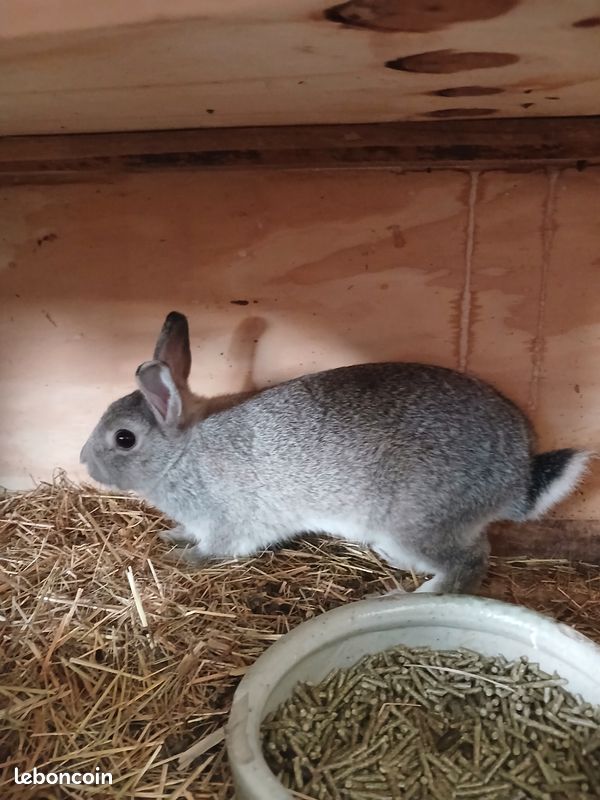 Lapine naine (image 1)