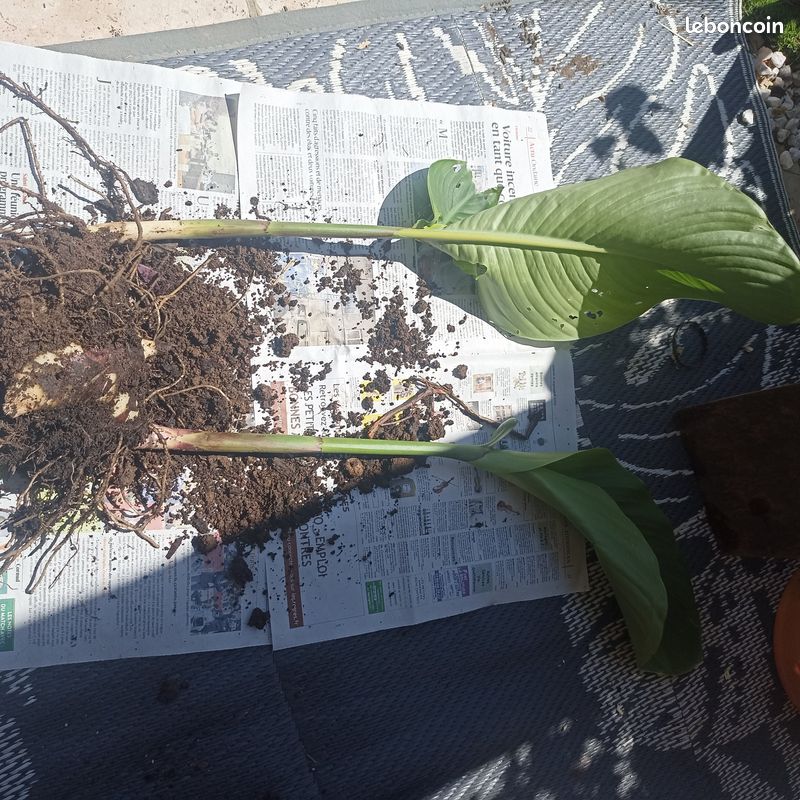 Plante bulbe canna géants orange motte (image 1)