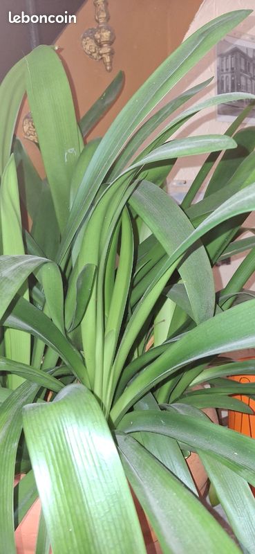 Plante verte clivia (image 3)