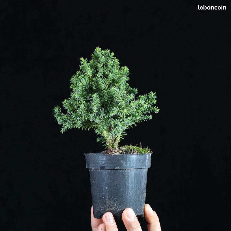 Cryptomeria japonica Compressa 5 (image 2)
