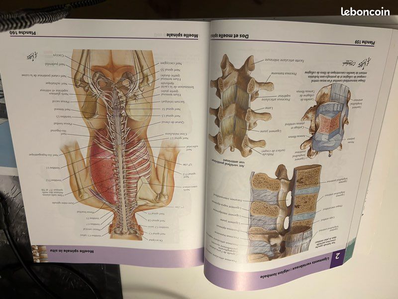 Atlas d’anatomie humaine 6 eme édition . Franck H. Netter MD (image 5)