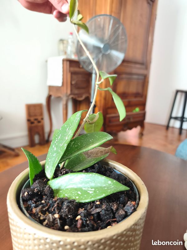 Hoya (image 2)