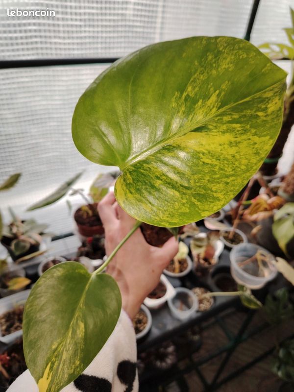 monstera grnpflanze Monstera Thai Constellation XXL